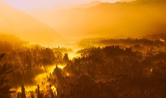 Discovering the Essence: The Most Important Types of Wood in Indonesian Furniture